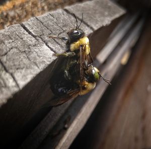 Close-up of insect