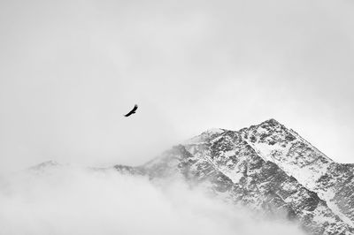 Low angle view of bird flying over mountain against sky