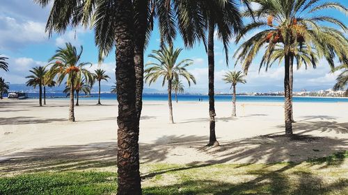 Palm trees on beach against sky