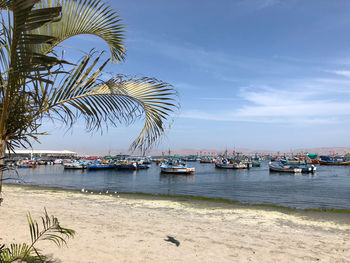 Sailboats in marina