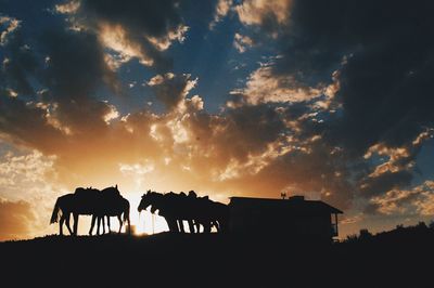 Silhouette of horses at sunset