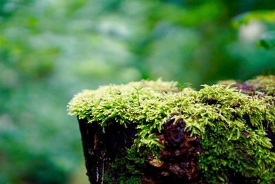 Close-up of moss growing on plant