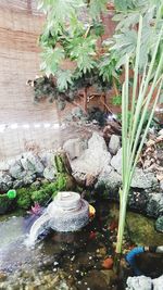 High angle view of plants growing on rock by lake
