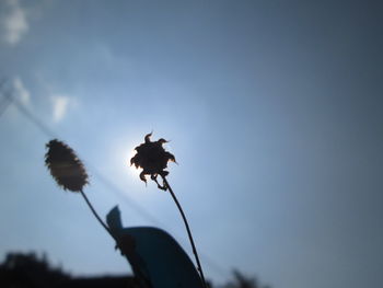 Low angle view of bird on plant