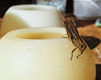 Close-up of insect on table