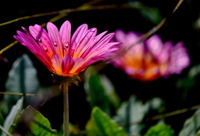 Close-up of water lily blooming outdoors