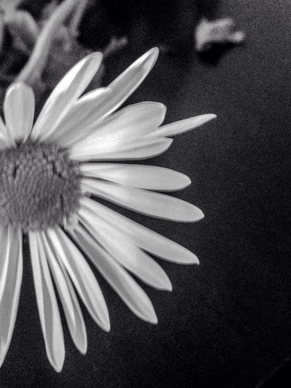 flower, petal, freshness, flower head, fragility, close-up, beauty in nature, growth, nature, single flower, pollen, high angle view, daisy, white color, no people, plant, focus on foreground, blooming, selective focus, stamen