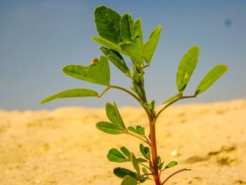 Close-up of plant against sky