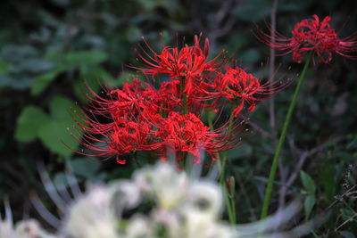 Close-up of red flowering plant