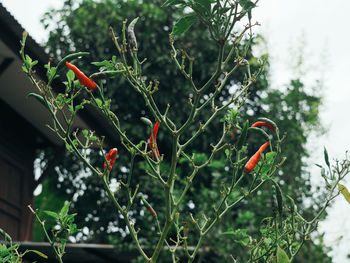 View of bird perching on plant