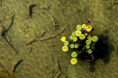 High angle view of yellow flowers