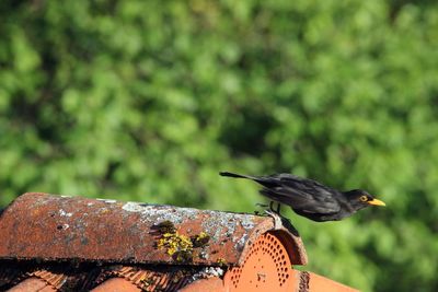 Close-up of bird perching on wooden post