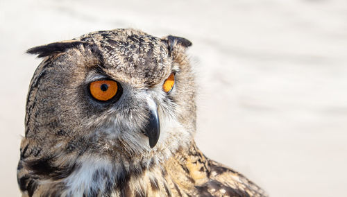 Close-up portrait of a bird