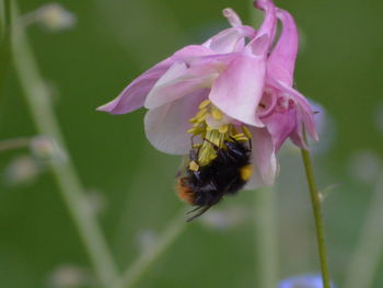 Close-up of bee pollinating on purple flower