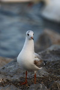 Close-up of seagull perching on rock