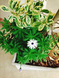 Close-up of potted plant