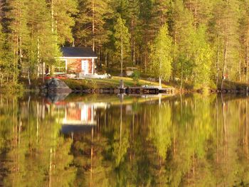 Scenic view of lake by trees in forest