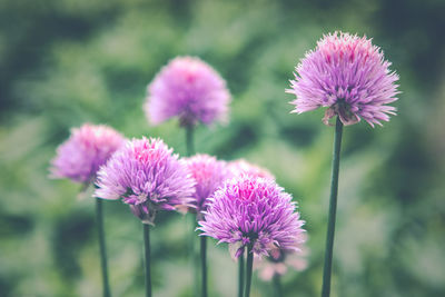 Close-up of pink flowering plant on field