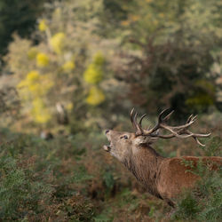 View of deer on field