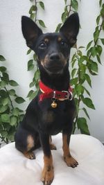 Portrait of black dog sitting against wall