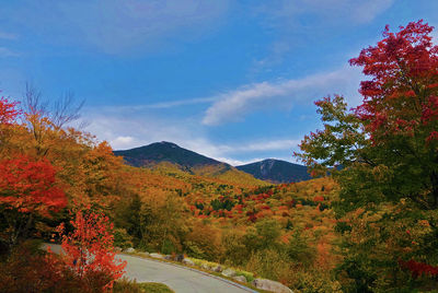 Road by trees against sky during autumn