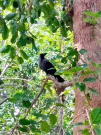 Bird perching on a tree