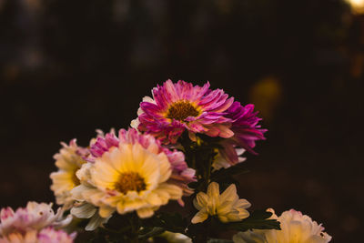 Close-up of pink flowers