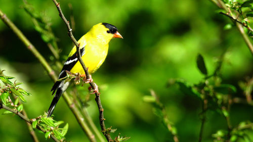 Close-up of bird perching on plant