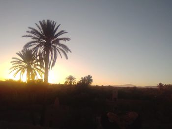 Silhouette palm trees against clear sky