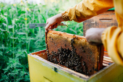 Midsection of beekeeper holding beehive tray 