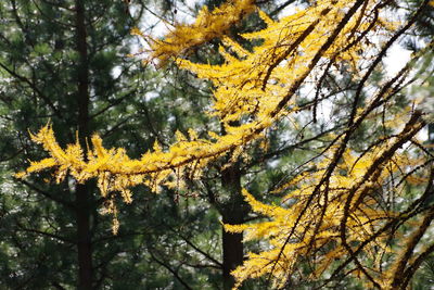 Low angle view of autumnal tree