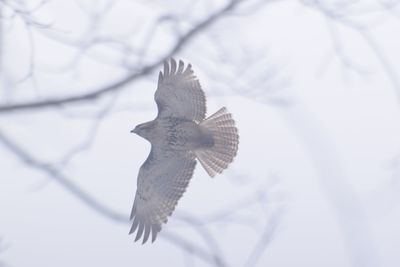 Low angle view of eagle flying