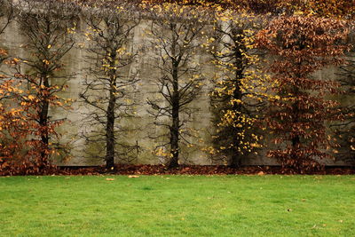 Trees on landscape