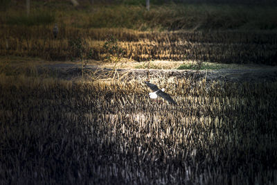 View of birds on land