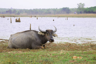 View of sheep on field