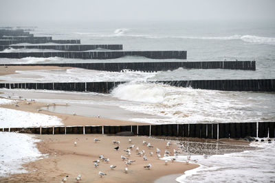 Vintage long wooden breakwaters stretching far out to sea, winter baltic sea. seagulls on beach