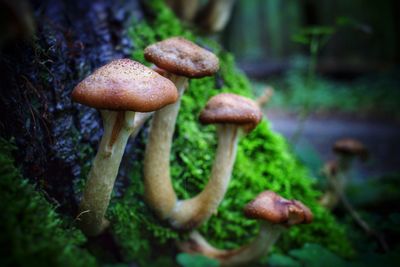 Close-up of mushrooms growing on land