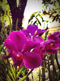 Close-up of purple flowering plant