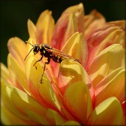 Close-up of bee on yellow flower