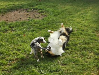 High angle view of dog on field