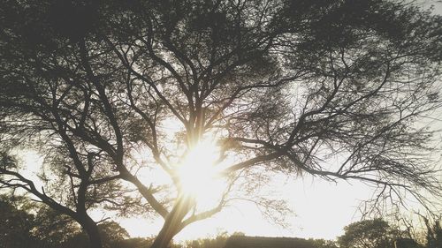 Low angle view of tree against sky