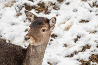 Close-up of a horse on snow