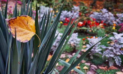 Close-up of plants during autumn