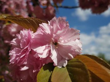 Close-up of pink cherry blossoms