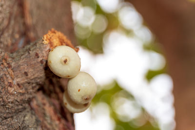 Close-up of fruit growing on tree