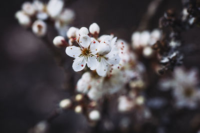 Close-up of white flowers blooming in park