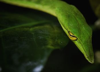 Close-up of frog on leaf
