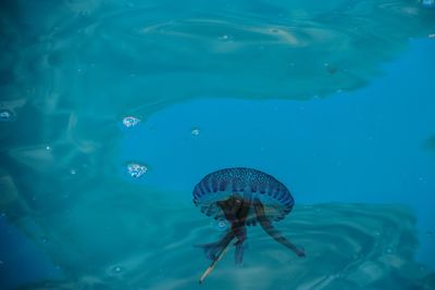 Close-up of jellyfish swimming in sea