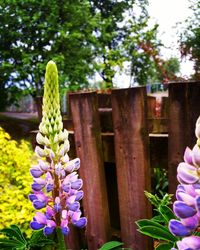 Close-up of purple flowers