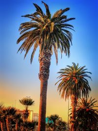 Low angle view of palm trees against sky